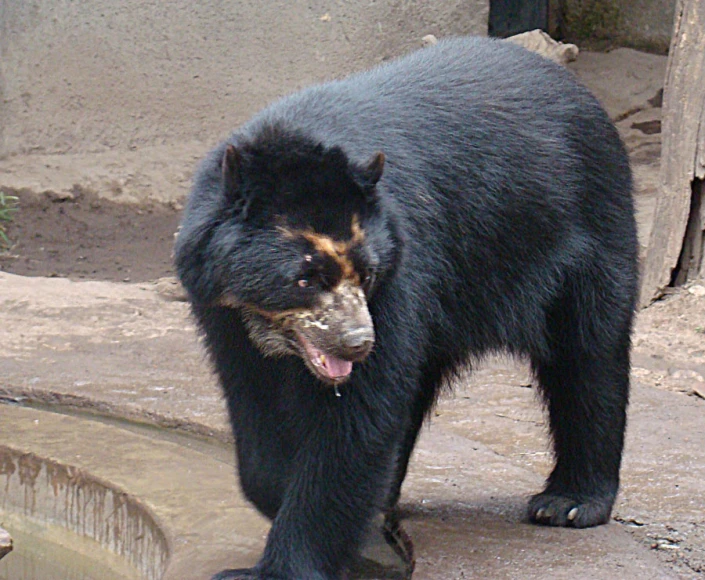 a big black bear standing next to a pond