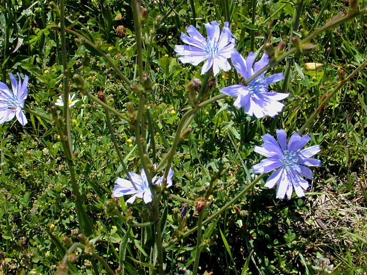 purple flowers and green grass in the sun