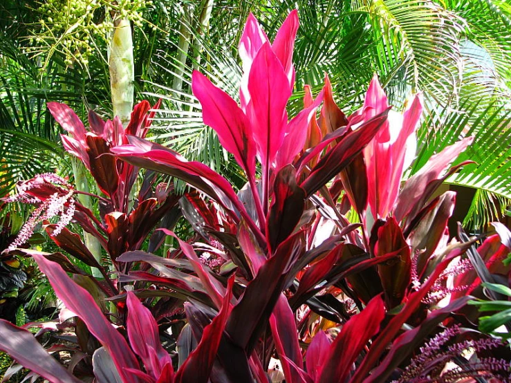 red plants grow in the sunlight near many other green plants
