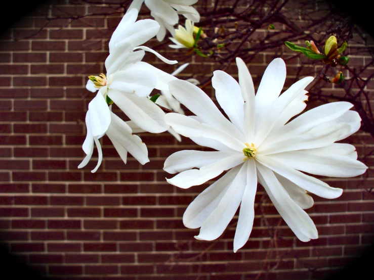 several white flowers are standing next to each other