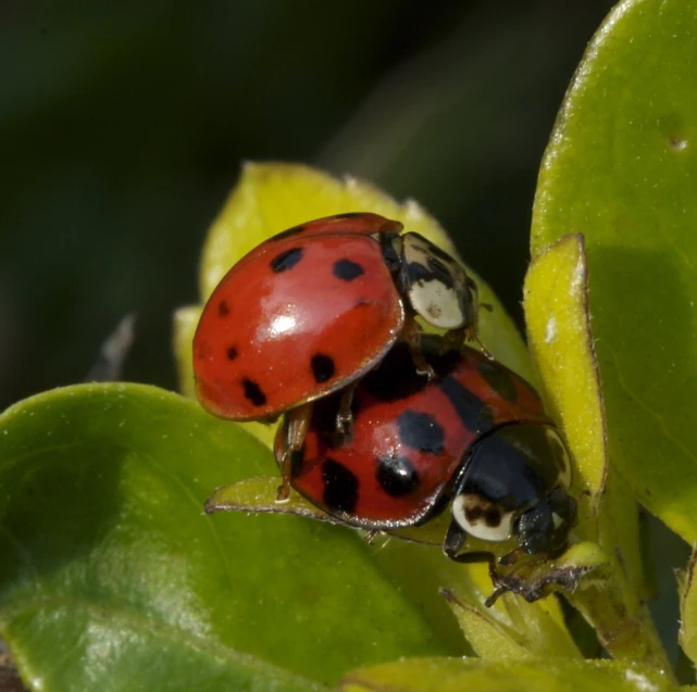 two colorful bugs sit on a leafy stem