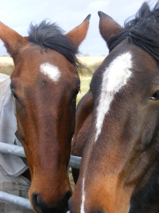 two horses are standing by the fence