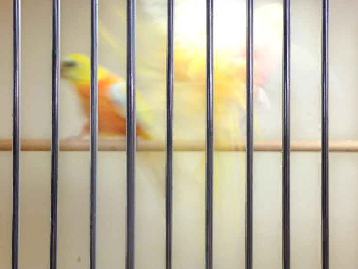 birds that are sitting in a cage together