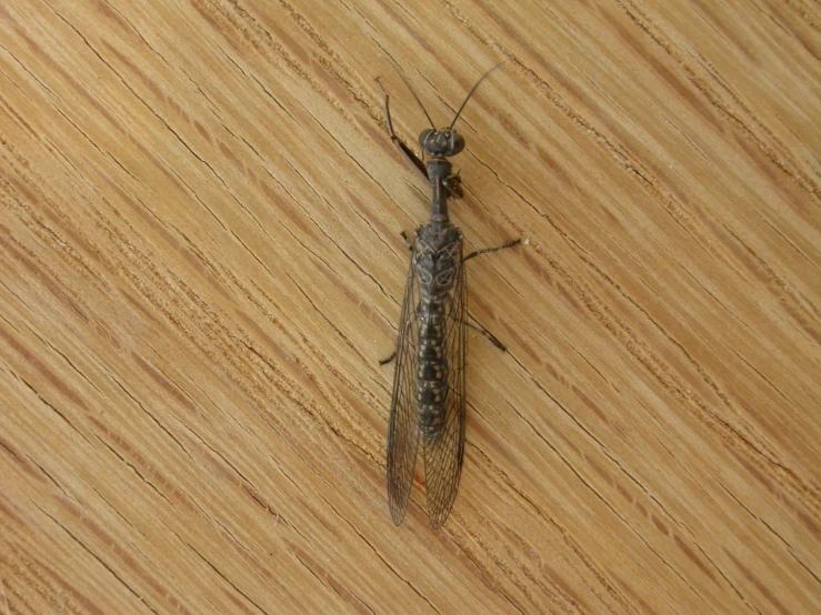 a small insect on a wooden surface,