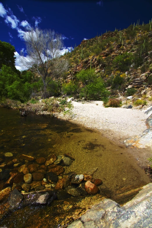 rocks in water near tree and steep hill