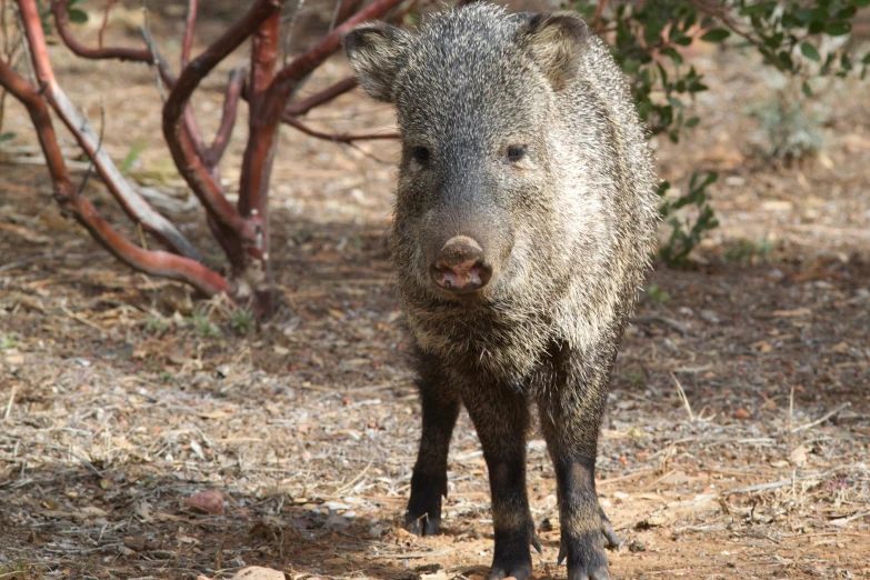 the brown boar is walking down the trail