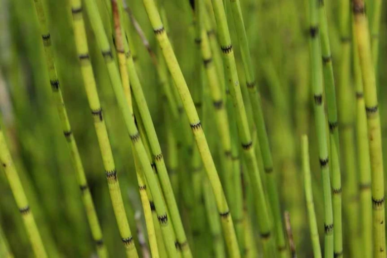 some very pretty long grass with brown spots