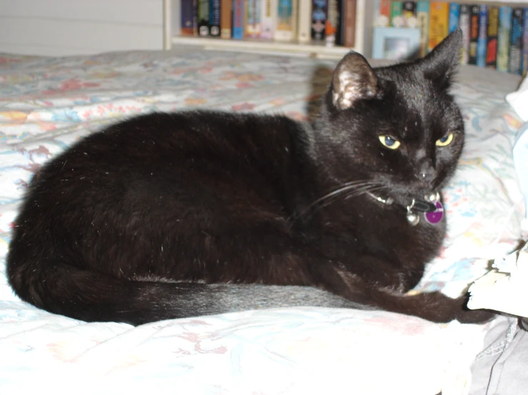 a black cat lays on a floral bed spread