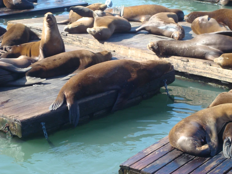 many sea animals are relaxing on the dock