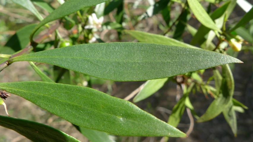 close up of green leaves on tree near water