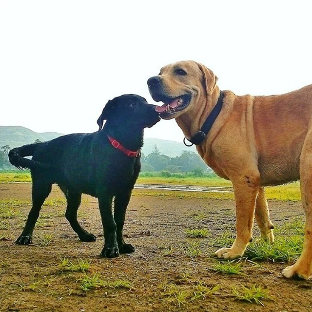 a dog licks on a black dog's nose