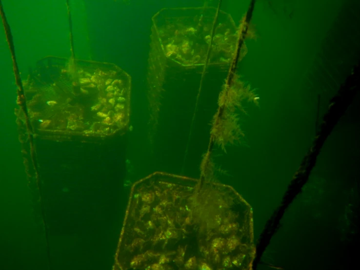 algae under water in an aquarium with plants