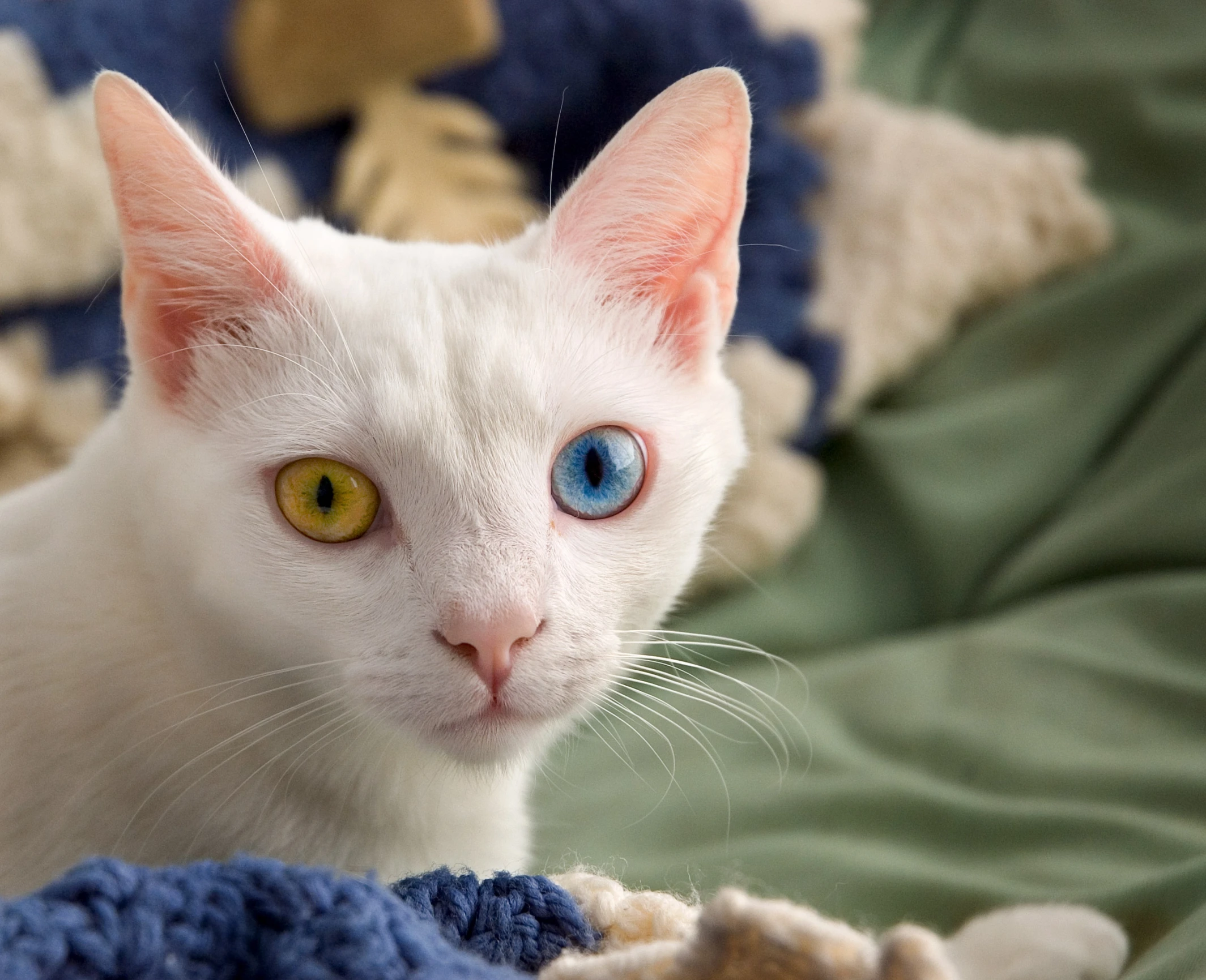 an up close po of a white cat on a blanket