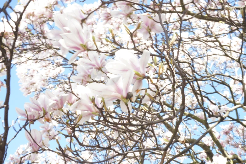 a group of white and pink flowers growing on tree nches