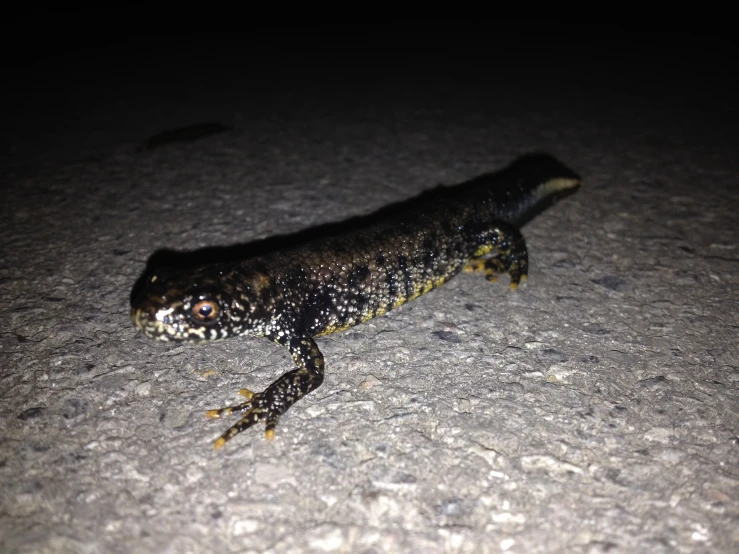 the lizard is walking on the pavement