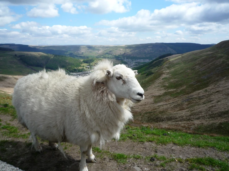 a close up of a sheep on a hill