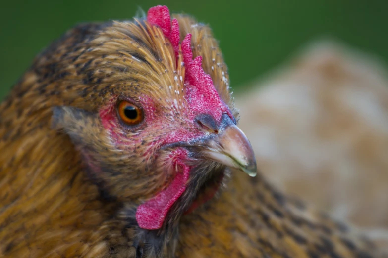 a close up view of the head of a brown and red rooster