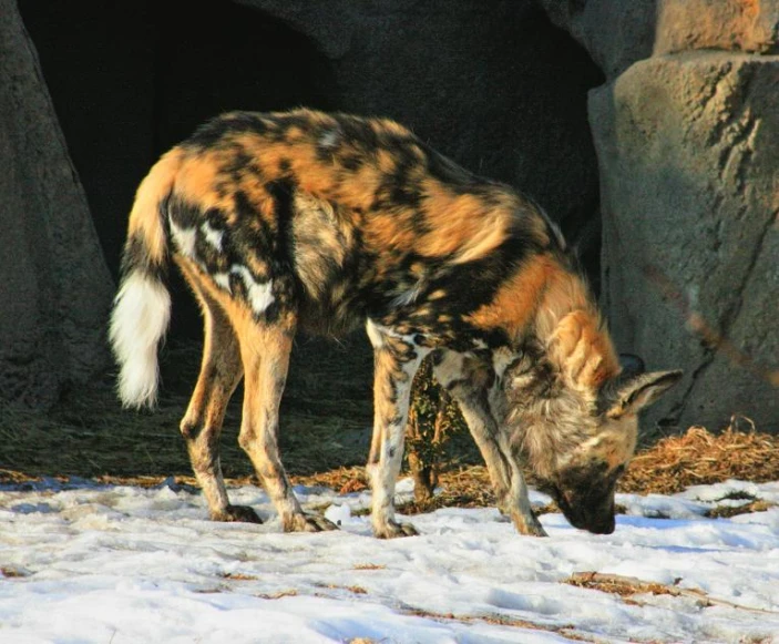 a striped hyena is in the snow eating hay