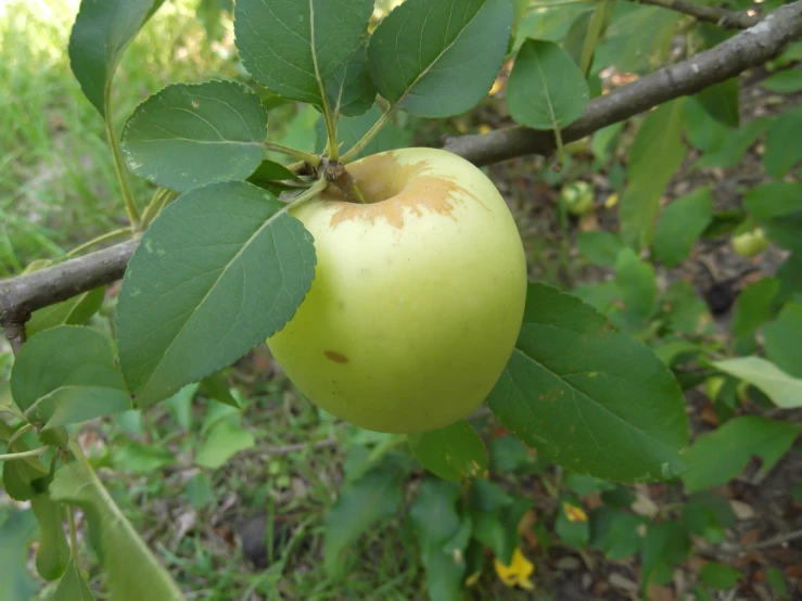 an apple tree with many leaves showing