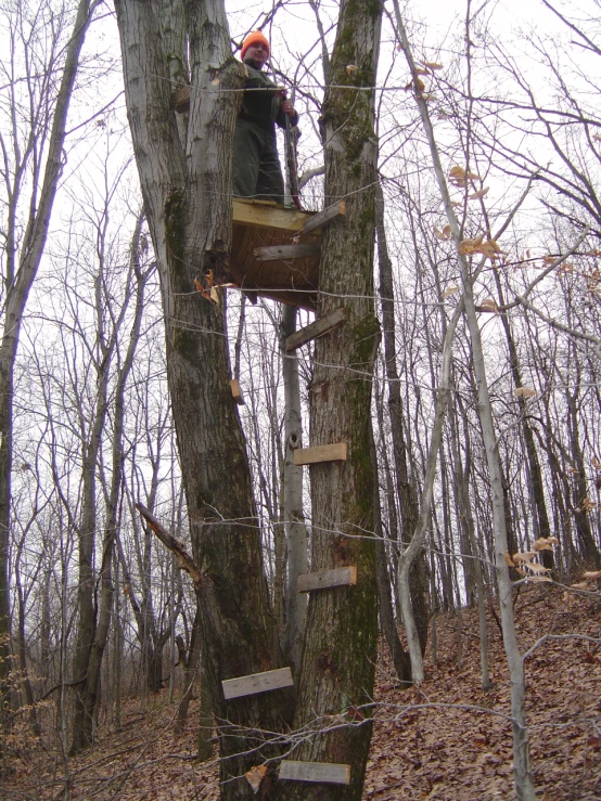 the man is working on a ladder in the tree