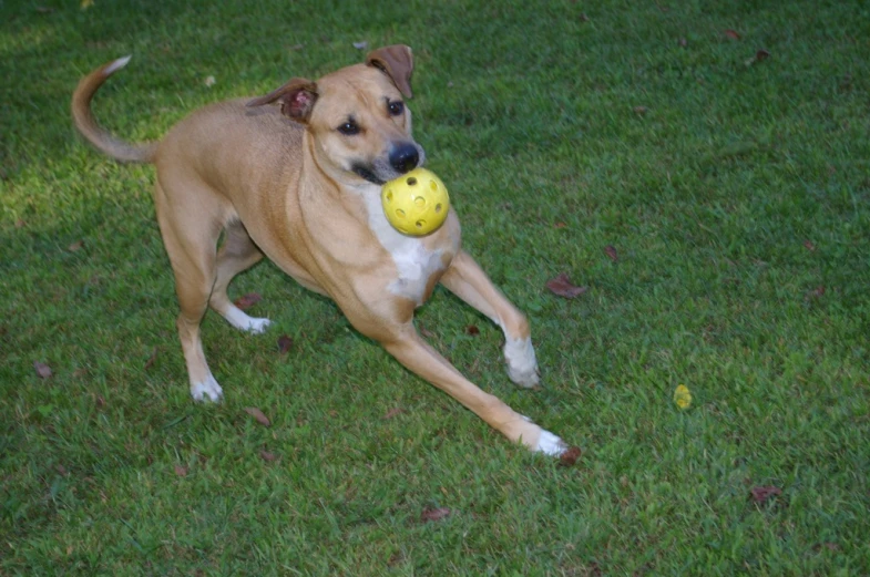 a dog playing with an extra yellow frisbee