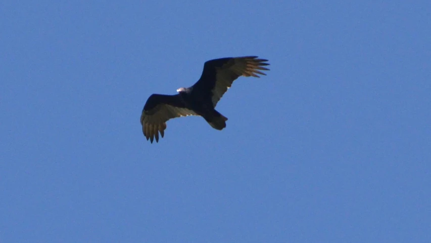 a large bird flying in a clear blue sky