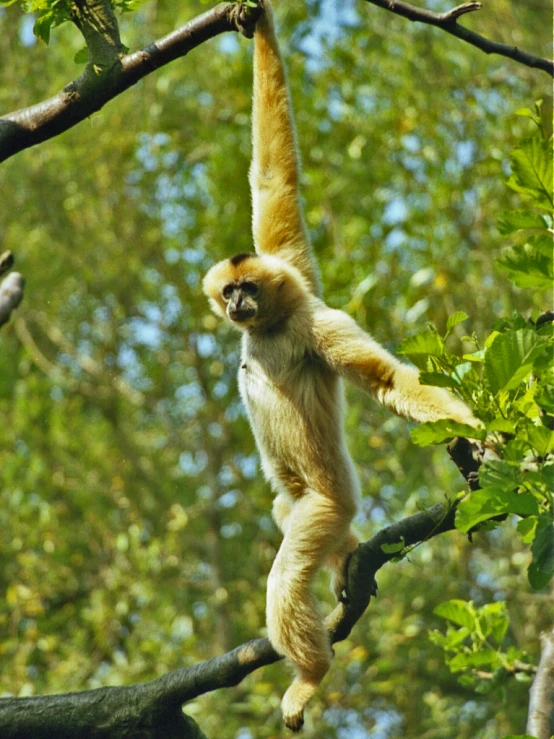 the spider monkey is hanging from the tree nch