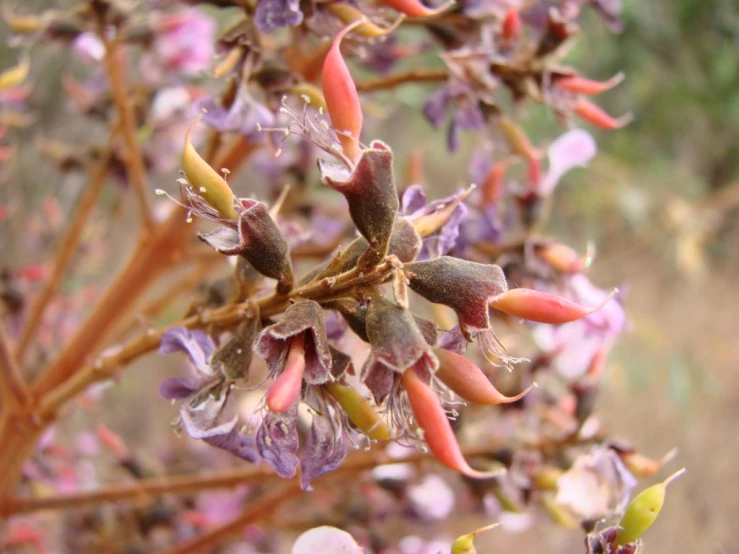 purple flowers and a small amount of water on the plants