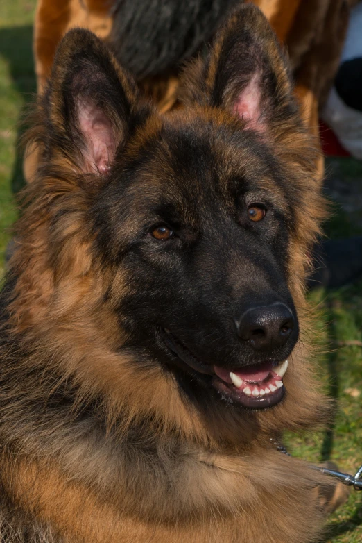 an image of a german shepard with leash on