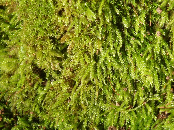 close up of green mossy vegetation growing in a forest