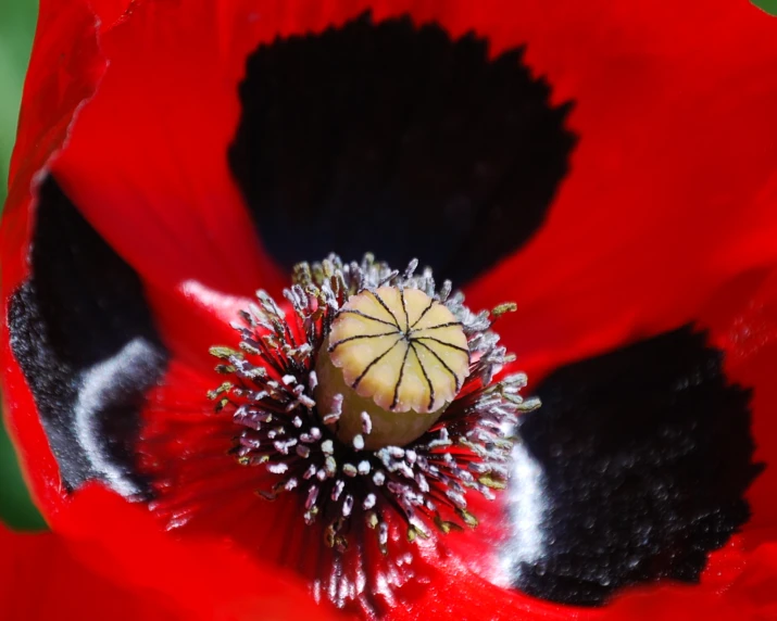 a very big pretty bright red flower that is growing