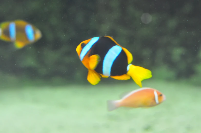 two fish that are swimming in an aquarium