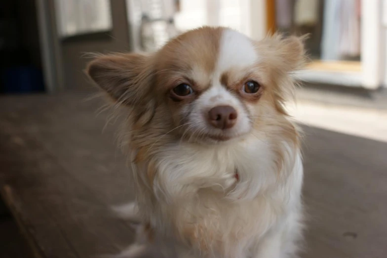 a close - up po of a small dog on the floor