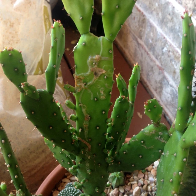 a cactus with green leaves is in a pot
