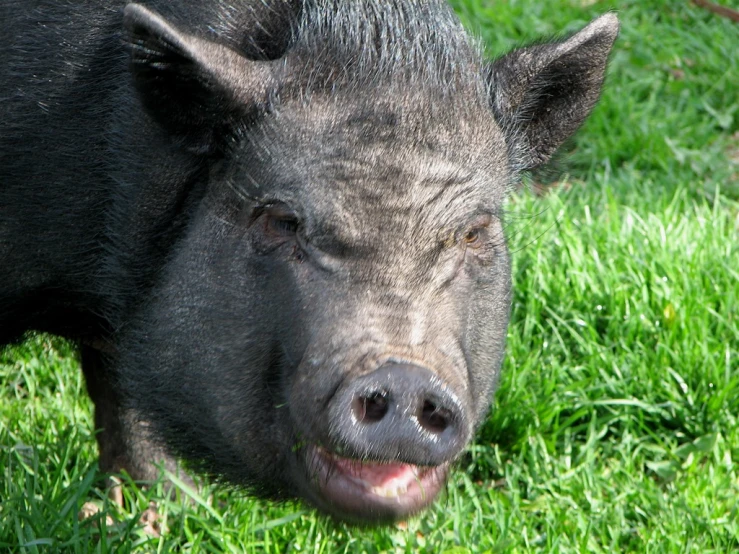 a pig who is looking angry with its face partially covered