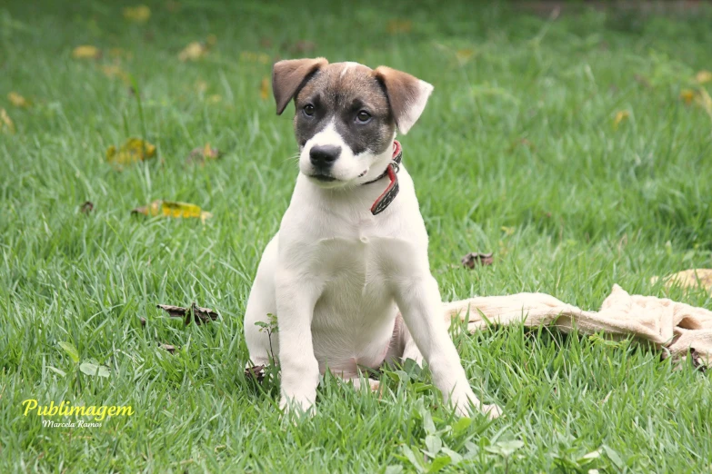 a puppy is sitting on the grass by a dead tree