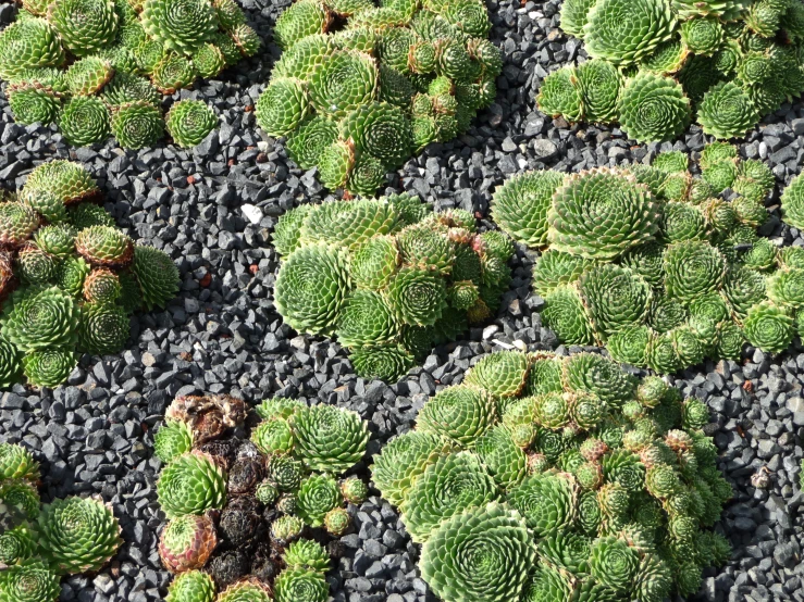 a cluster of tiny cactus plants are growing in the gravel