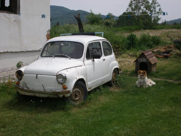 a dog stands in the grass next to a car