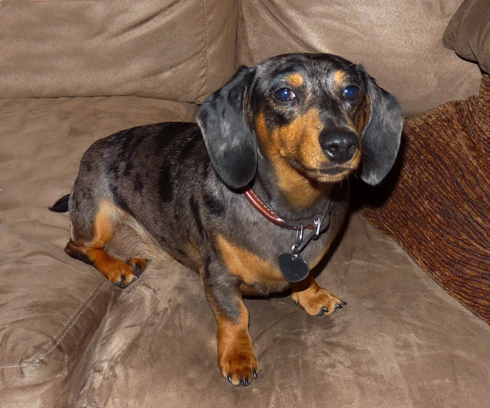 a very cute small dog with blue eyes on the couch