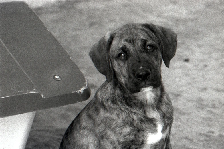 the black and white po shows the dog sitting next to a vehicle