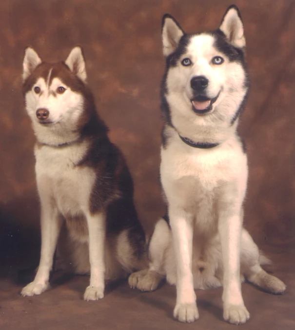 two husky dogs, one black and one white are sitting next to each other