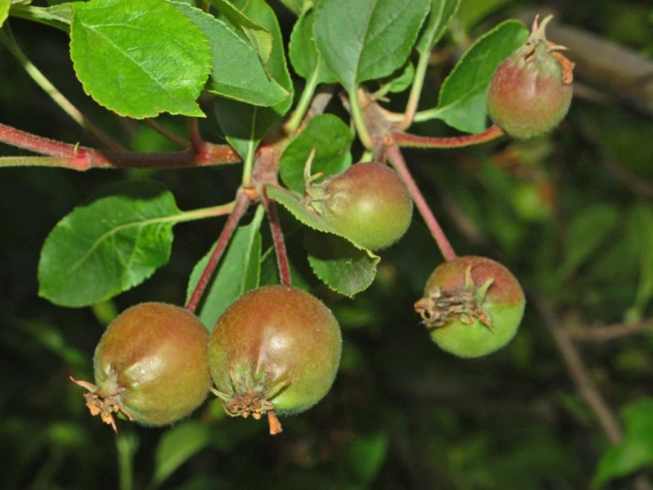 three fruit growing on the nch of a tree