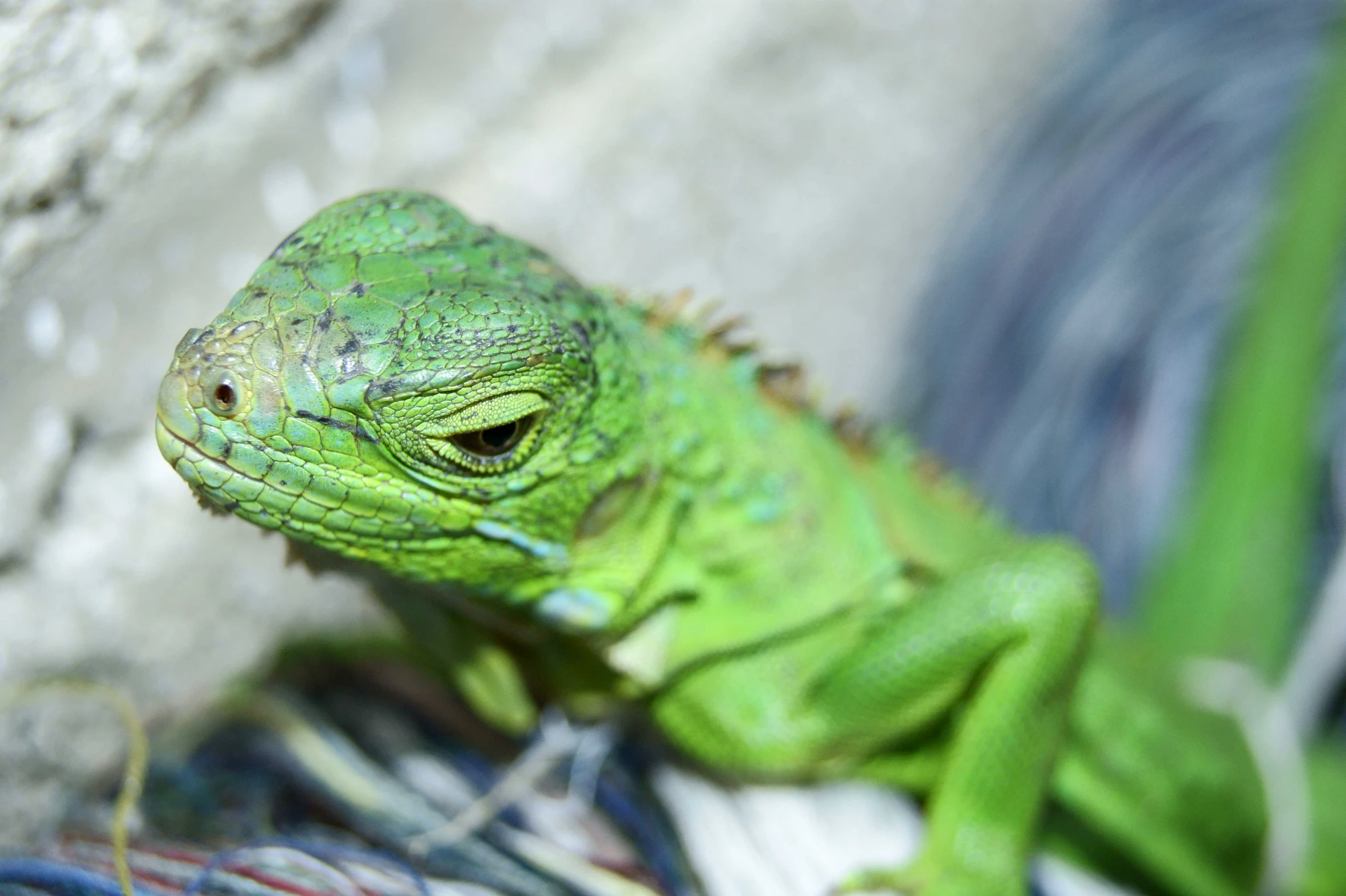 a close up image of a green lizard