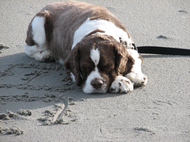 a close up of a dog laying on sand