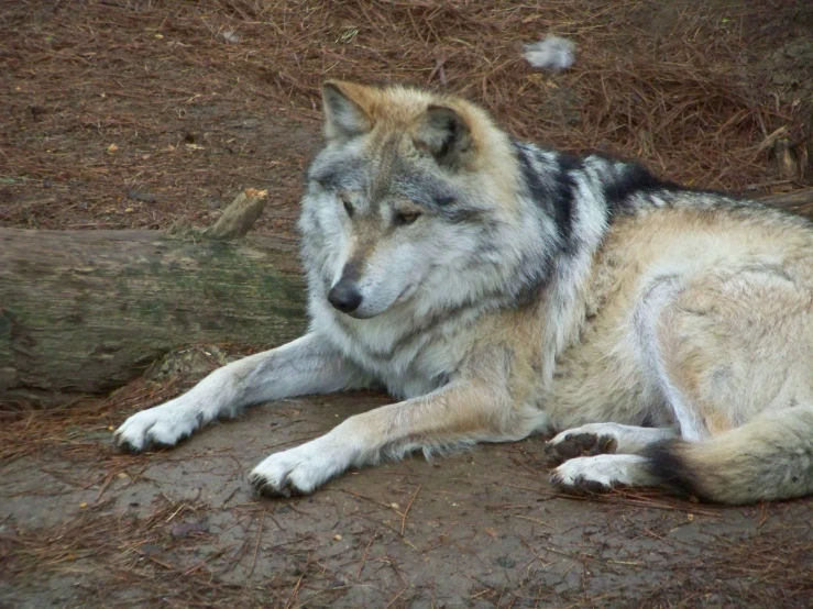 an old wolf laying on some dirt ground