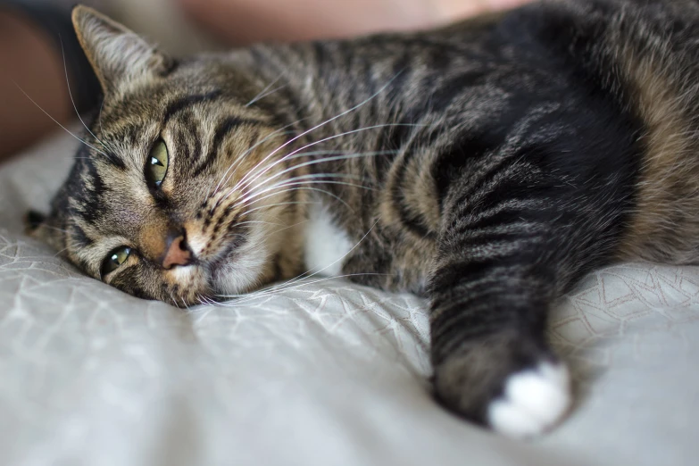 the cat is laying down on the bed