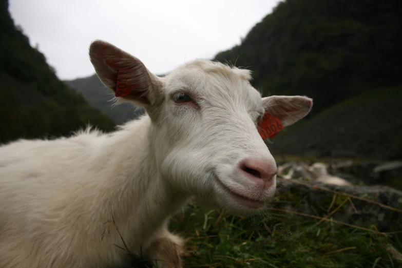 a white goat with red tags sitting in the grass