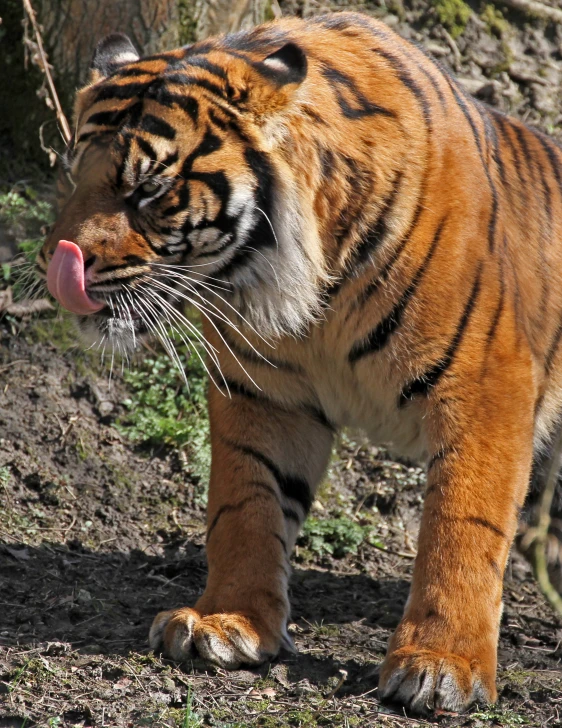 the tiger has its tongue hanging out