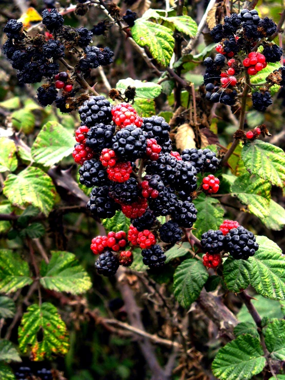 berries on the bush with blackberries are ready to be picked