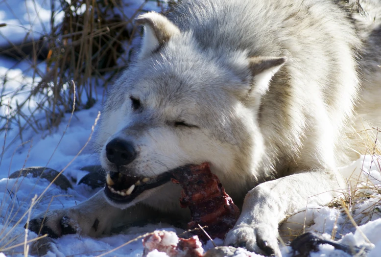 a white wolf is lying in the snow eating meat